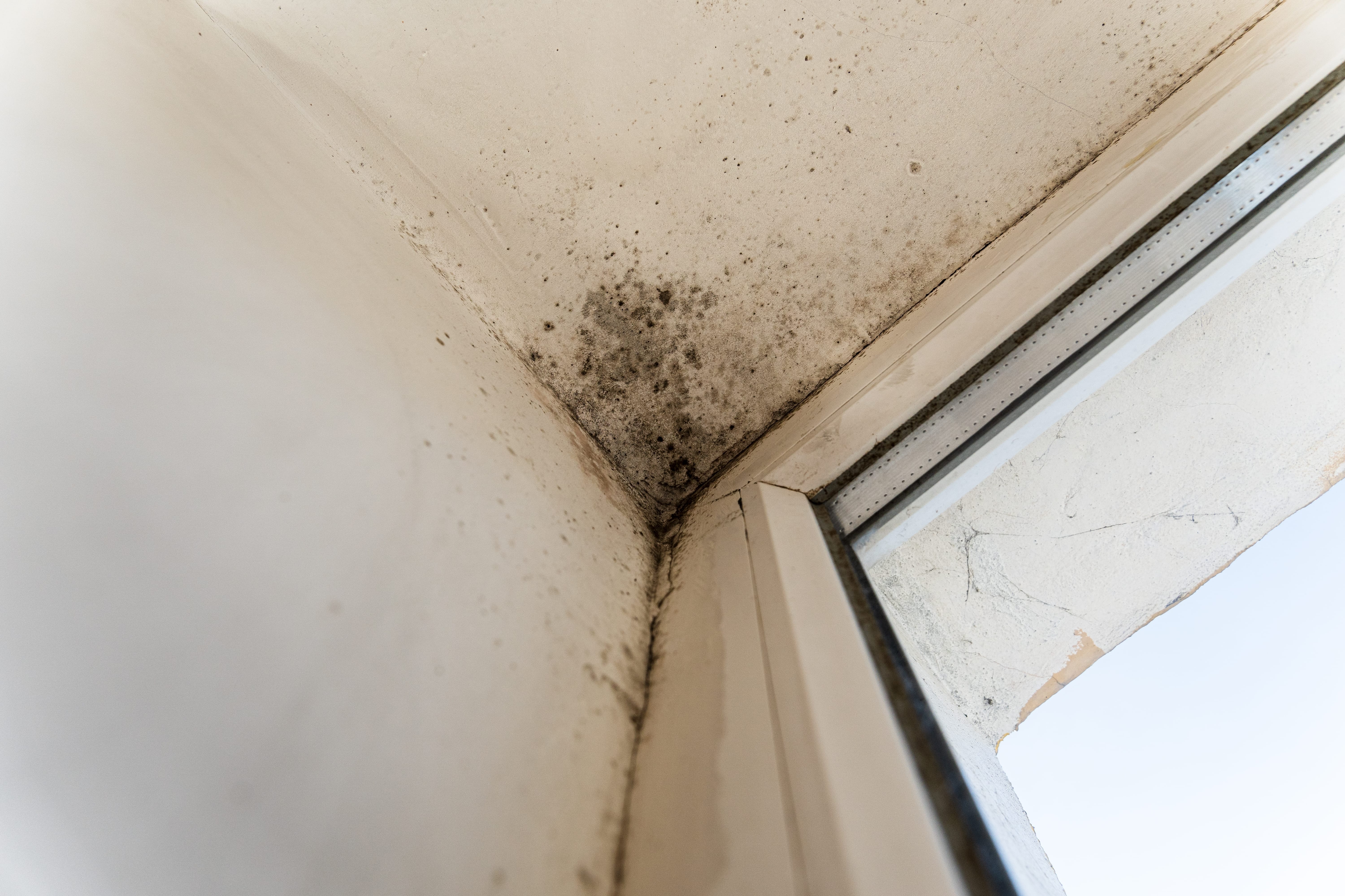 the,plastic,window,is,attacked,by,fungus.,fungus,on,the