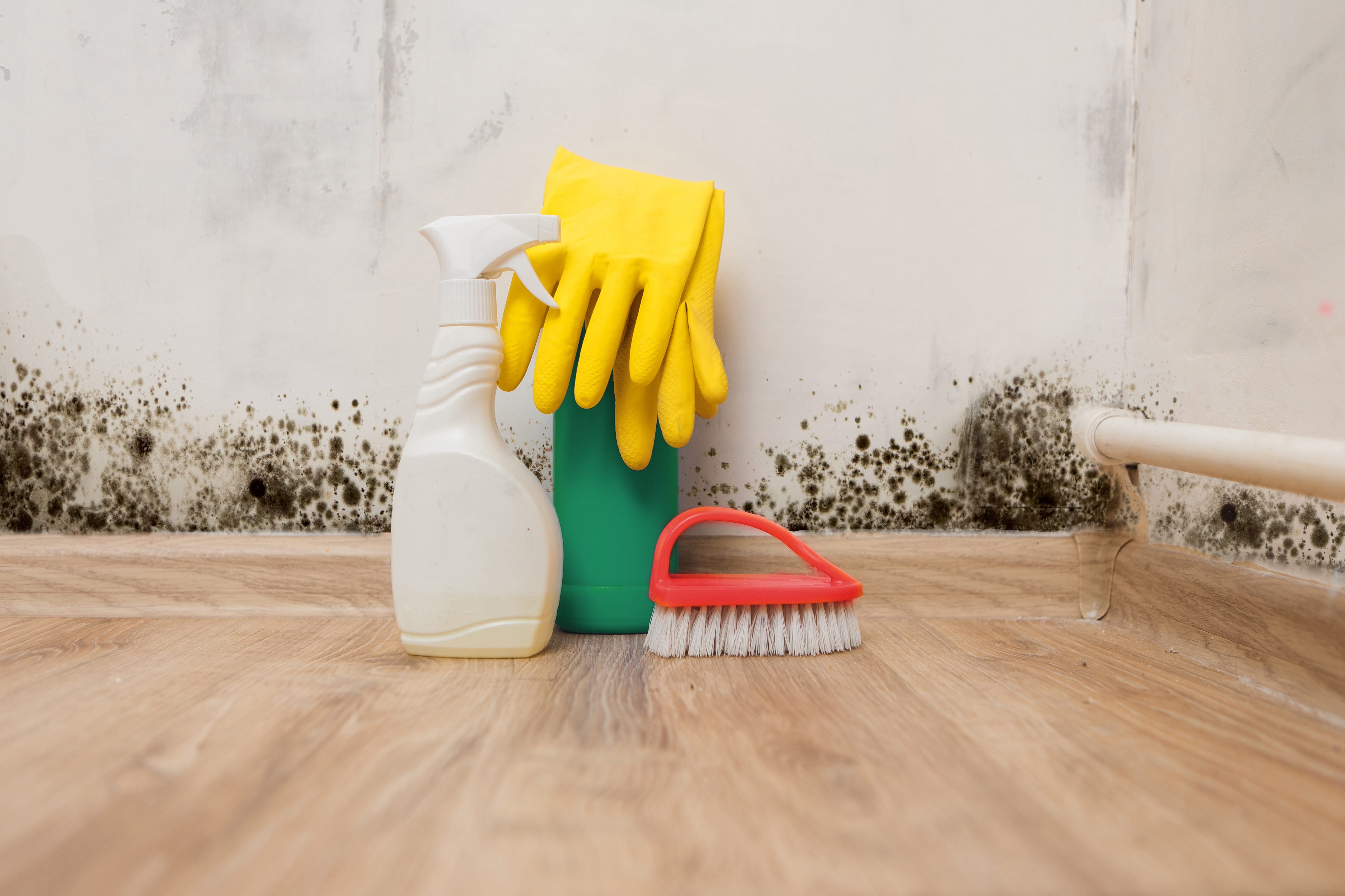 black,mold,in,the,corner,of,room,wall.,preparation,for