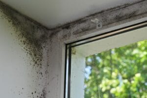 mold,on,the,plastic,window.
