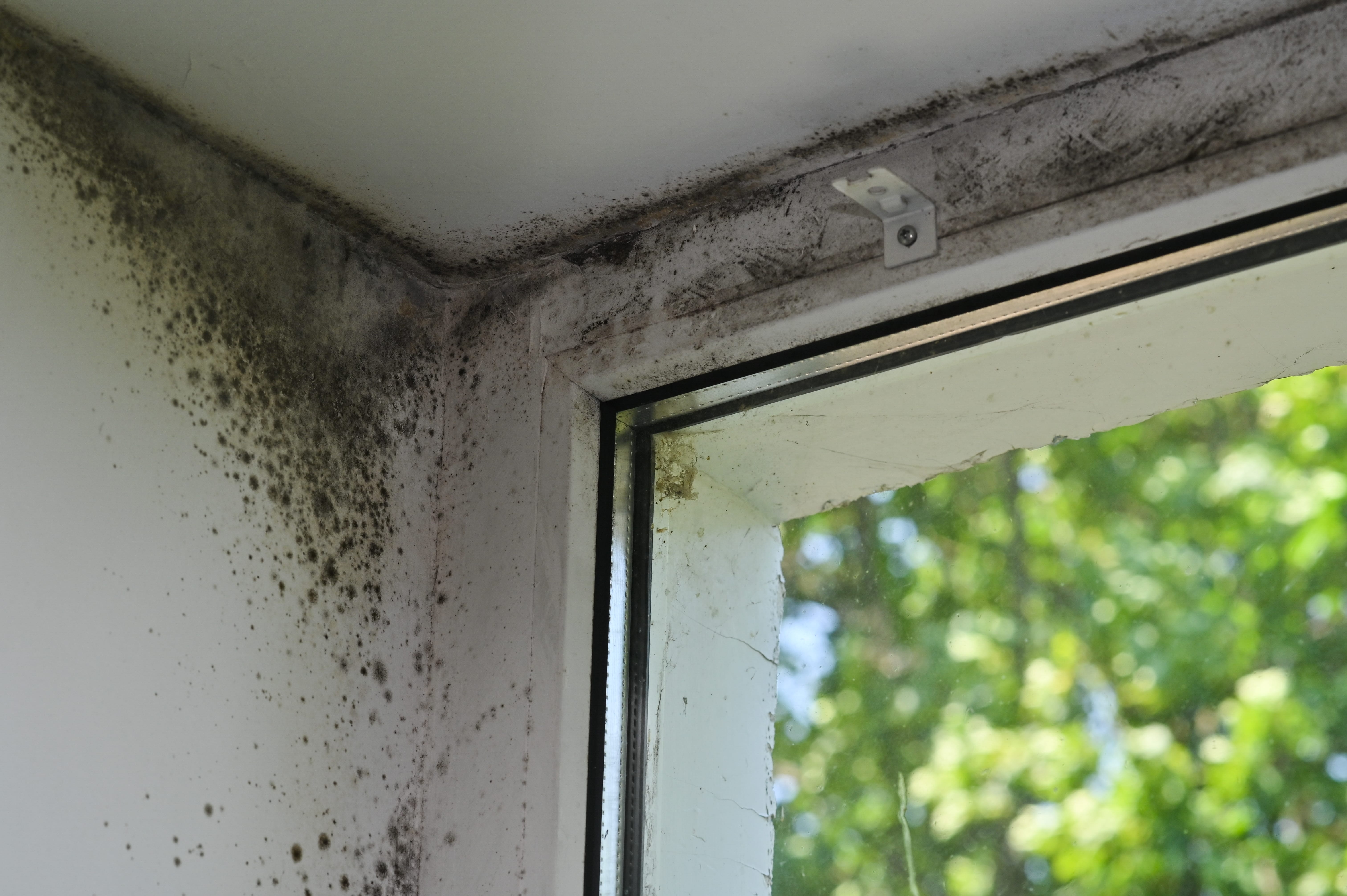 mold,on,the,plastic,window.