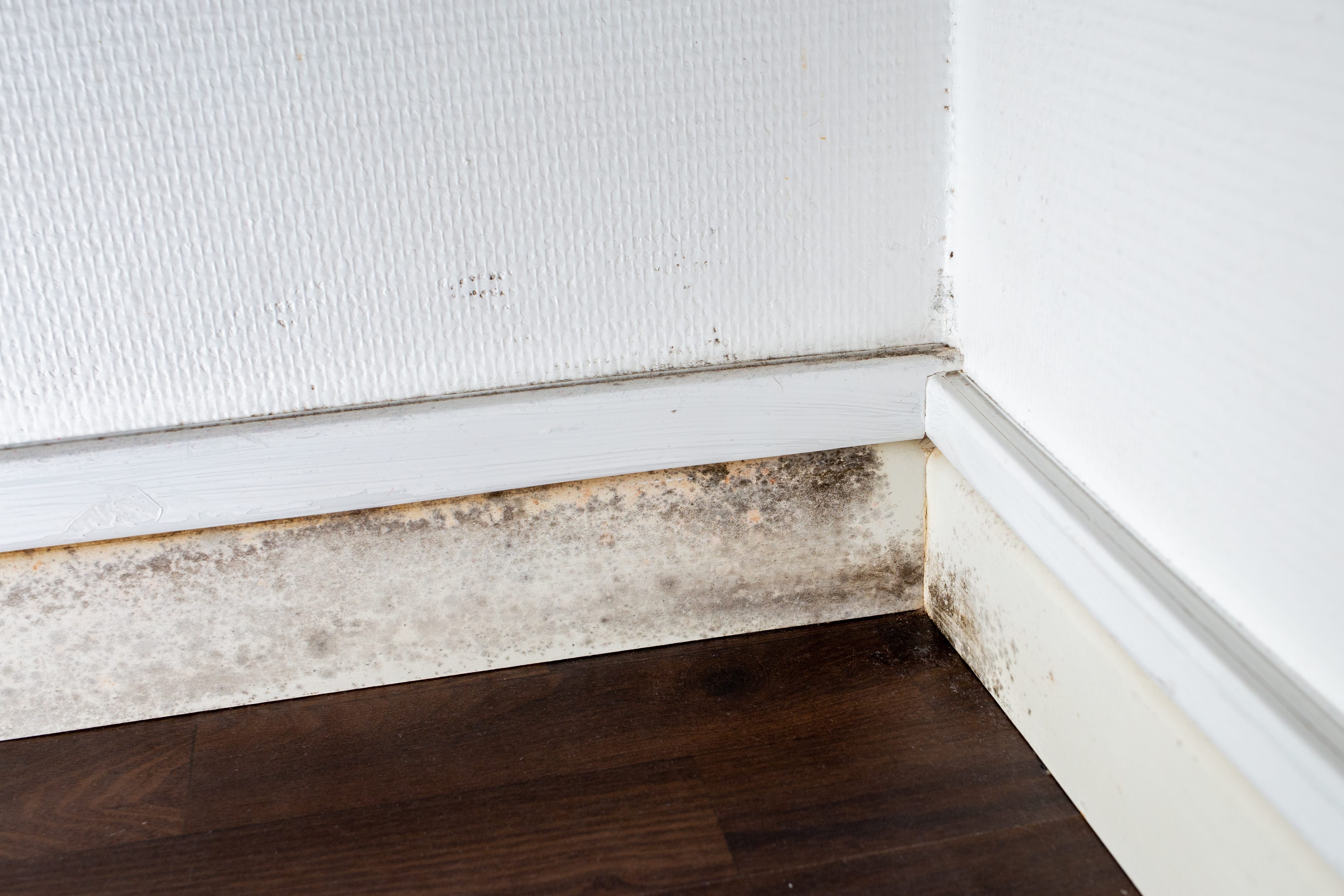 gray,mold,on,the,ceiling,and,walls,,dampness,in,the