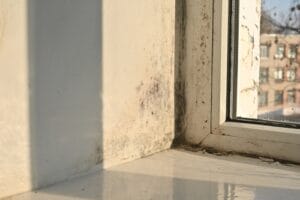 once white,window,slopes,now,host,velvety,black,organisms.,black,mold