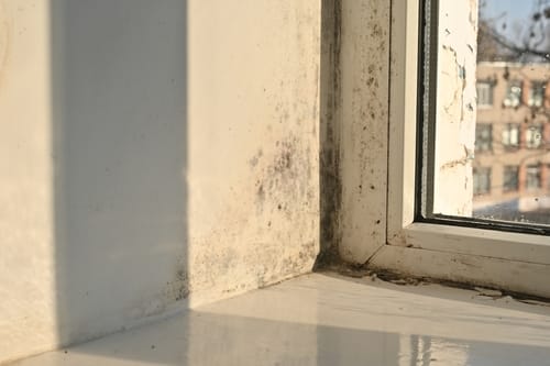 once white,window,slopes,now,host,velvety,black,organisms.,black,mold
