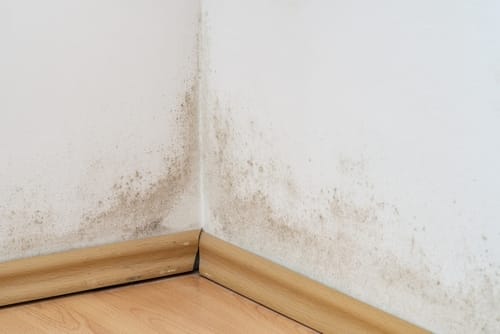 mold,in,the,corner,of,a,room,wall,above,the