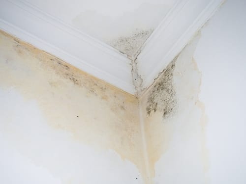 leak,on,white,ceiling.,mold,on,the,ceiling.the,sewer,pipes